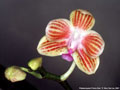 Photo : Phalaenopsis Prince Star