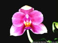 Photo : Phalaenopsis San Shia Rose