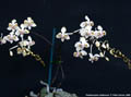 Photo : Phalaenopsis celebensis