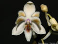Photo : Phalaenopsis celebensis
