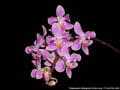 Photo : Phalaenopsis Silbergrube