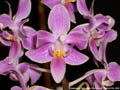 Photo : Phalaenopsis Silbergrube
