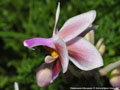Photo : Phalaenopsis Silbergrube