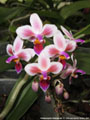 Photo : Phalaenopsis Silbergrube