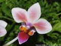 Photo : Phalaenopsis Silbergrube