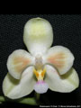 Photo : Phalaenopsis TH Pearl