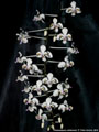 Photo : Phalaenopsis celebensis