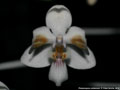 Photo : Phalaenopsis celebensis