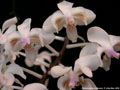 Photo : Phalaenopsis celebensis