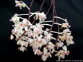 Photo : Phalaenopsis celebensis