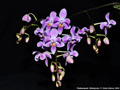 Photo : Phalaenopsis Silbergrube