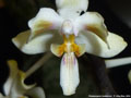 Photo : Phalaenopsis celebensis