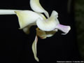 Photo : Phalaenopsis celebensis