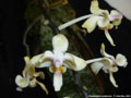 Photo : Phalaenopsis celebensis