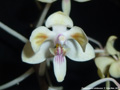 Photo : Phalaenopsis celebensis