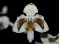 Photo : Phalaenopsis celebensis