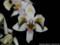Photo : Phalaenopsis celebensis
