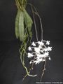 Photo : Phalaenopsis celebensis