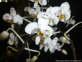 Photo : Phalaenopsis celebensis