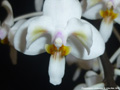 Photo : Phalaenopsis celebensis