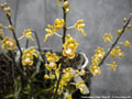 Photo : Phalaenopsis chibae