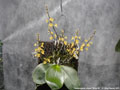 Photo : Phalaenopsis chibae