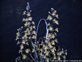 Photo : Phalaenopsis chibae