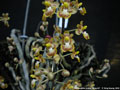 Photo : Phalaenopsis chibae
