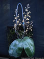Photo : Phalaenopsis chibae