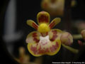 Photo : Phalaenopsis chibae