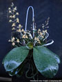 Photo : Phalaenopsis chibae