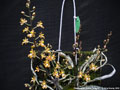 Photo : Phalaenopsis chibae