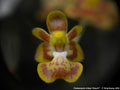 Photo : Phalaenopsis chibae