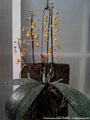 Photo : Phalaenopsis chibae