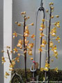 Photo : Phalaenopsis chibae