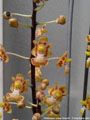 Photo : Phalaenopsis chibae