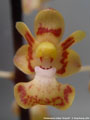Photo : Phalaenopsis chibae