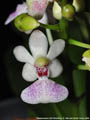 Photo : Phalaenopsis LOC Parichibae