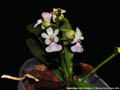 Photo : Phalaenopsis LOC Parichibae