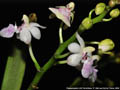 Photo : Phalaenopsis LOC Parichibae