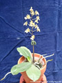 Photo : Phalaenopsis chibae