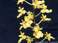 Photo : Phalaenopsis chibae