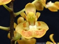 Photo : Phalaenopsis chibae
