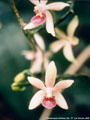 Photo : Phalaenopsis Anthony The