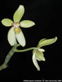 Photo : Phalaenopsis cochlearis