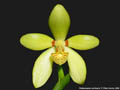 Photo : Phalaenopsis cochlearis