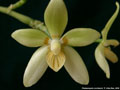 Photo : Phalaenopsis cochlearis