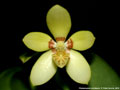 Photo : Phalaenopsis cochlearis