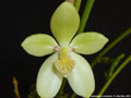 Photo : Phalaenopsis cochlearis