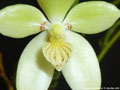 Photo : Phalaenopsis cochlearis